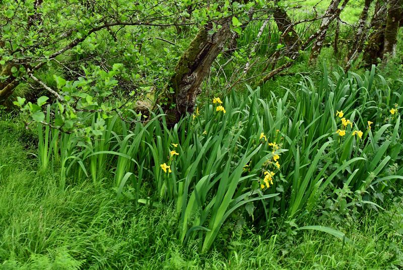 06-10 Yellow irises 4698cr