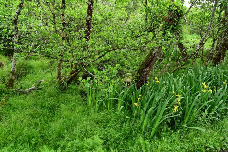 06-10 Yellow irises 4698