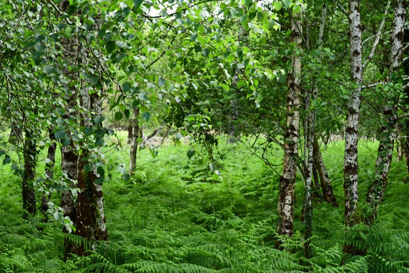06-10 Wetland woods 4707