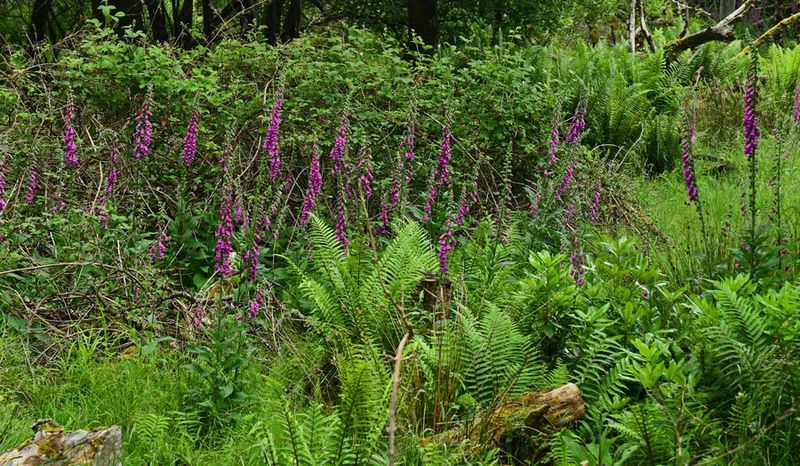 06-10 Foxglove 4716