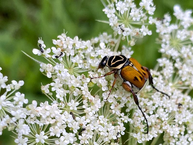 07-10 Delta flower beetle on Queen Anne's lace i8946vhcr