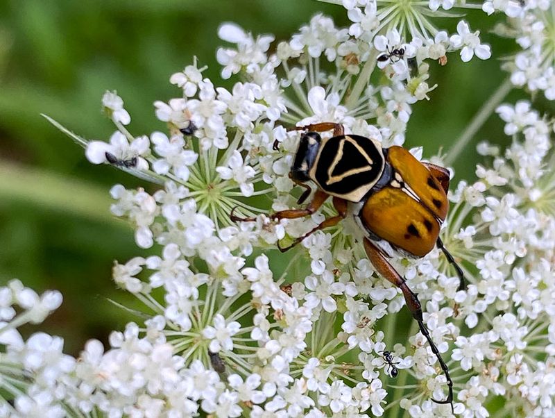 07-10 Delta flower beetle on Queen Anne's lace i8949vhcr