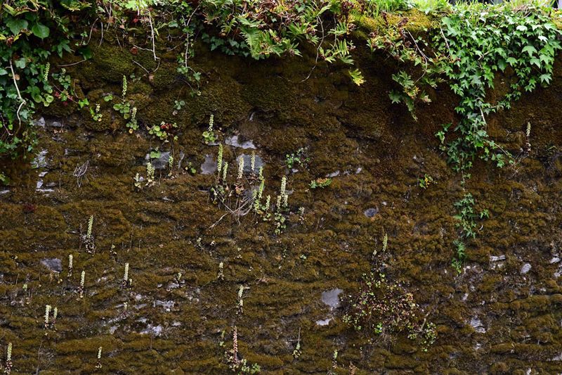 06-10 Mossy wall 4720