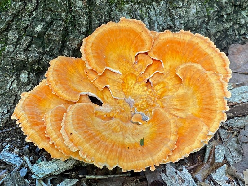 07-06 Chicken of the woods i8838
