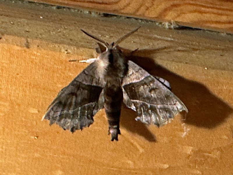 07-23 Walnut sphinx moth i9356