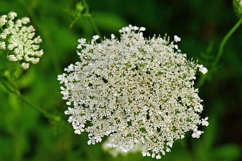 06-28 Queen Anne's lace 1765