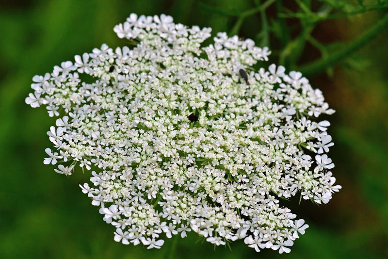 06-28 Queen Anne's lace 1766