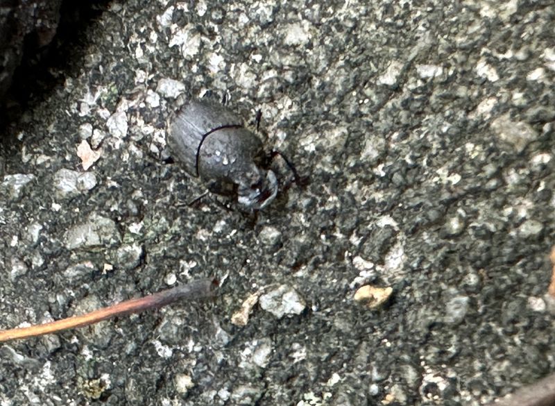 08-16 Dung beetle i9832vhcr