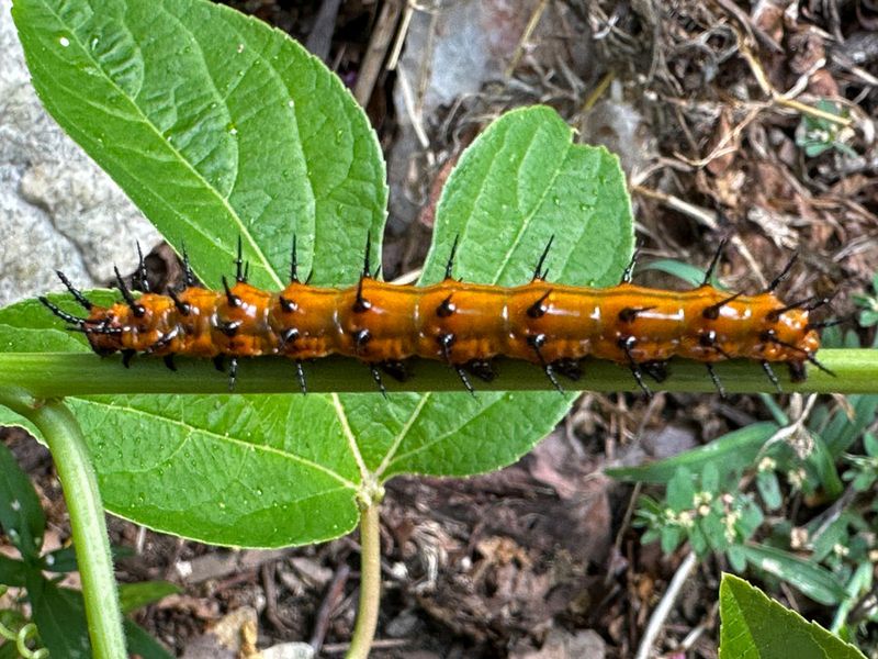 08-19 Gulf fritillary caterpillar i0020