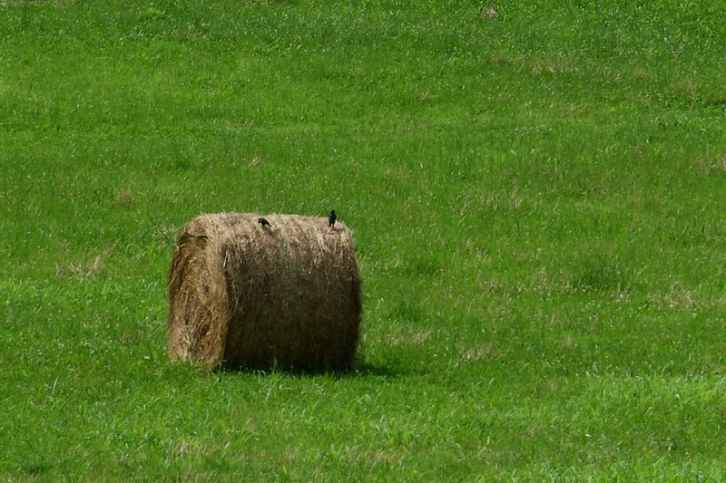 2022 June - Nature Photography, plus other
