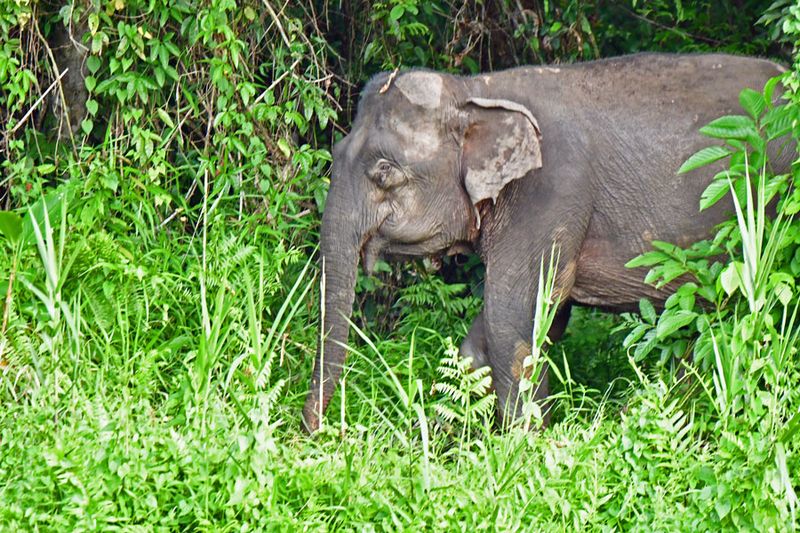 08-28 Borneo pygmy elephant on the Kinabatangan River i6441
