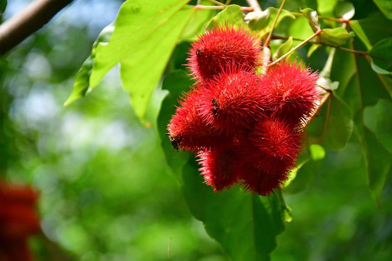 Rambutan fruit - India-2-1412