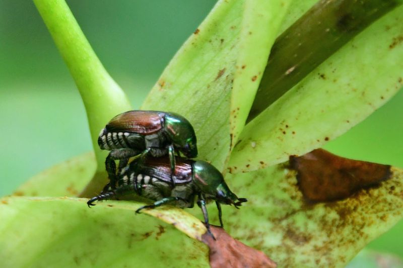 06-28  Japanese beetles mating 5388vhcr