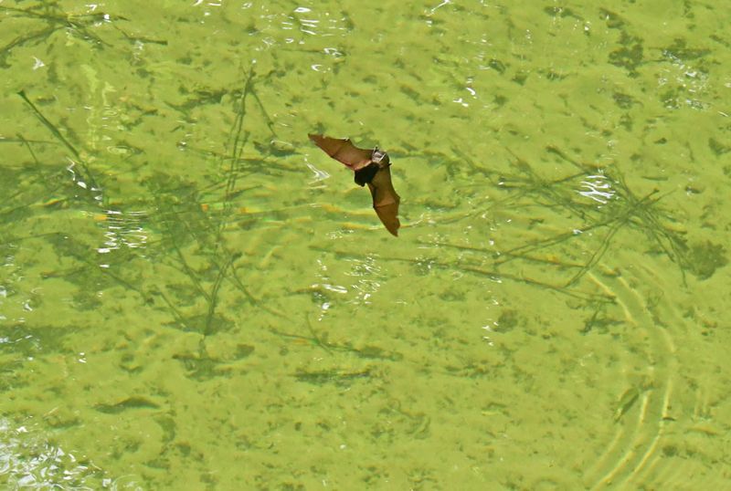 09-02 Bat flying in daylight over river pool catching insects 8912hc