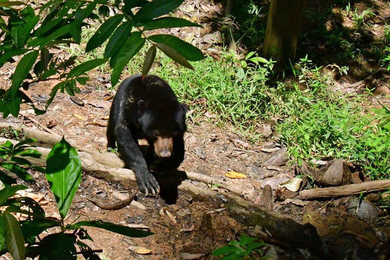 08-24 Sun bear 3954