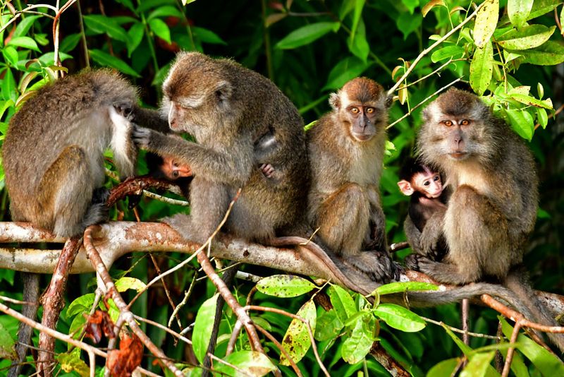 08-26 Long-tailed macaques 4984cr
