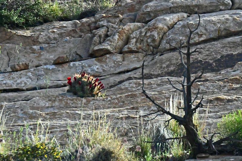 Claret-cup cactus on rock ledge - Utah19-2-0689vhcr