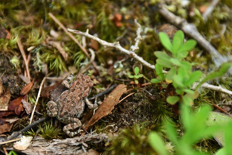 06-28 Juvenile toad 5462cr