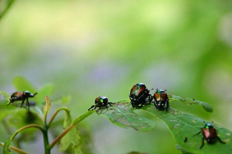 06-28 Japanese beetles mating 5466cr