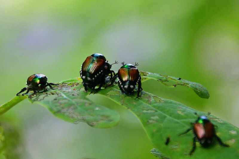 06-28 Japanese beetles mating 5466vhcr