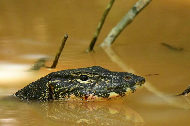 08-27 Asian Water monitor 6062hcr