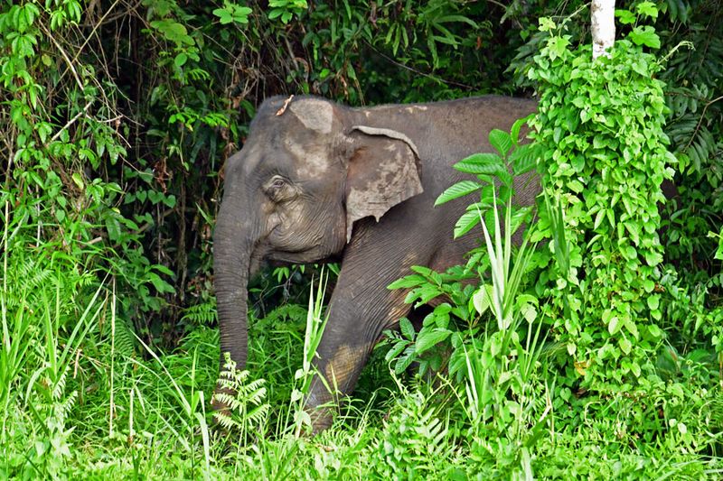 08-28 Bornean pygmy elephant on the bank of the Kinabatangan River 6439