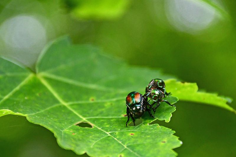 06-28 Japanese beetles mating 5468hcr