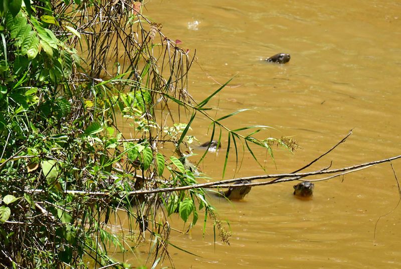 08-24 Believe these to be smooth-coated otters in a pond 3533hcr