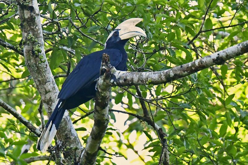 08-30 Oriental pied hornbill 7958cpyvhcr