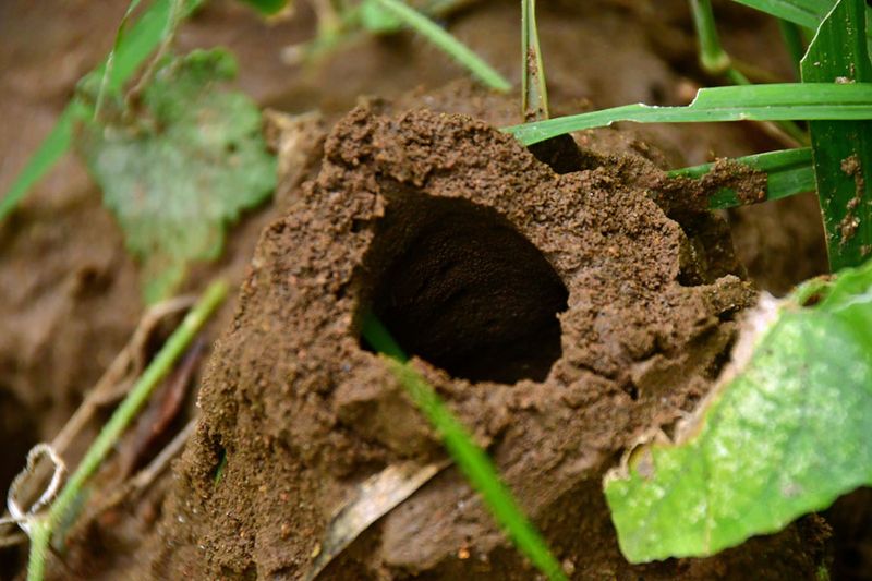 An entrance to an ant colony India-2-1427