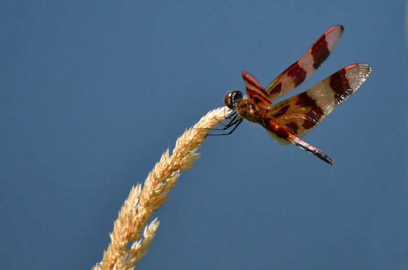 07-24 Halloween pennant dragonfly 3442