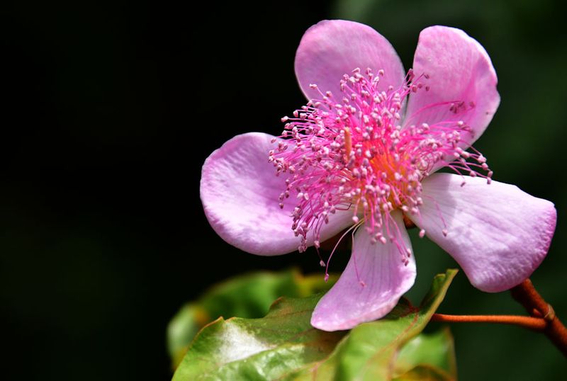 Rambutan flower - India-2-1431