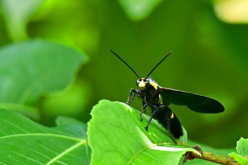 09-02 Very large wasp 9335hcr