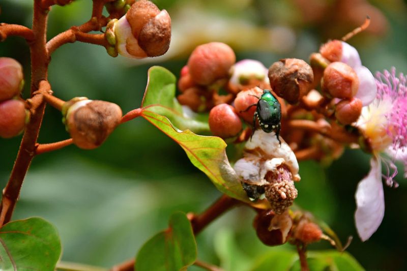 Japanese beetle on rambutan - India-2-1432