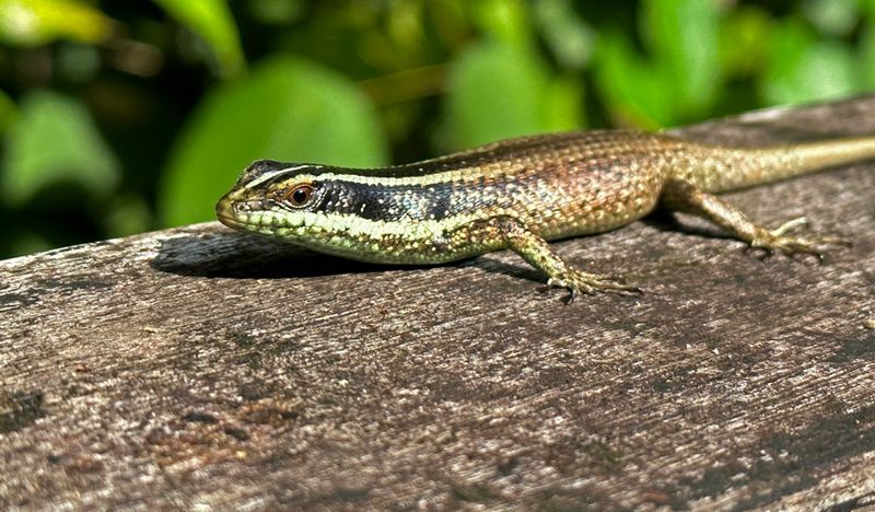 09-04 Striped tree skink i1962