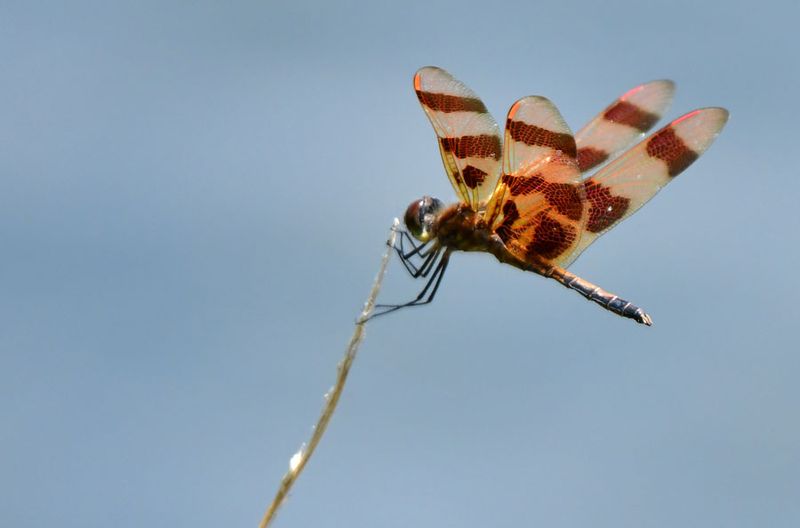 07-24 Halloween pennant dragonfly 3460