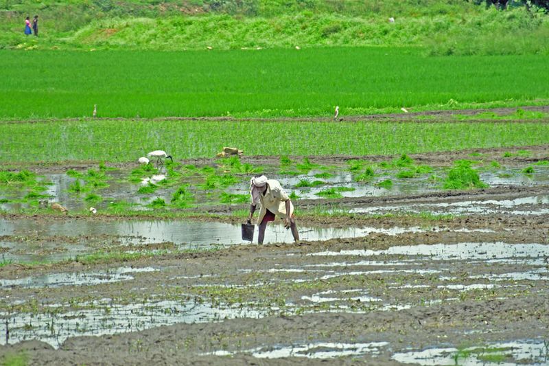 Maintaining rice paddy - India-2-1463