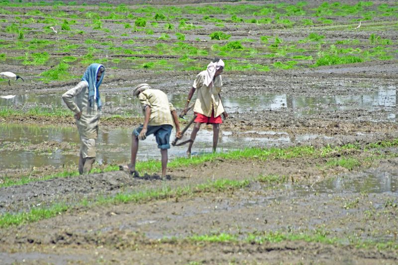 Rice paddy maintenance - India-2-1466