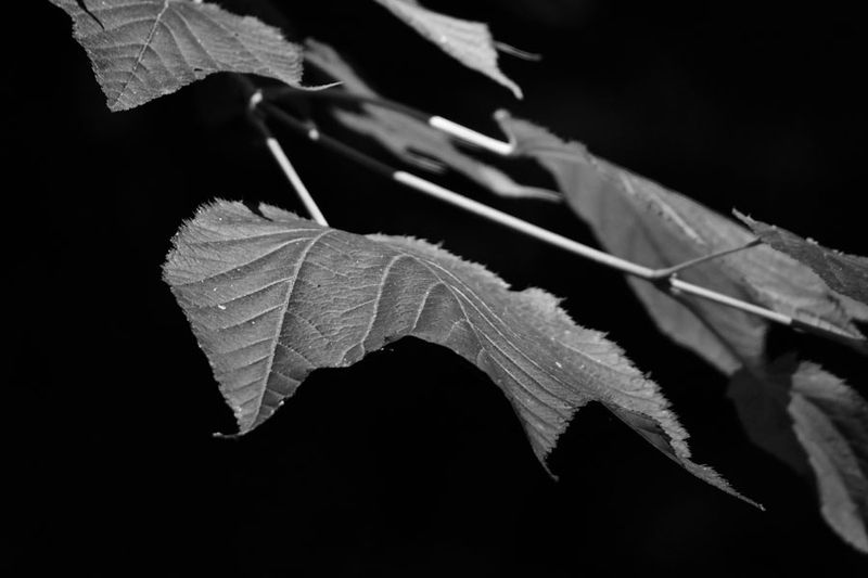 07-24 Striped maple leaves 3485bw