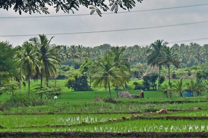 Rice paddies - India-2-1535vhcr