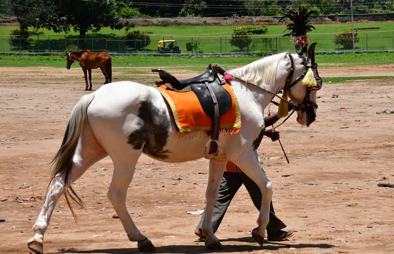 Horse rides - India-2-1561