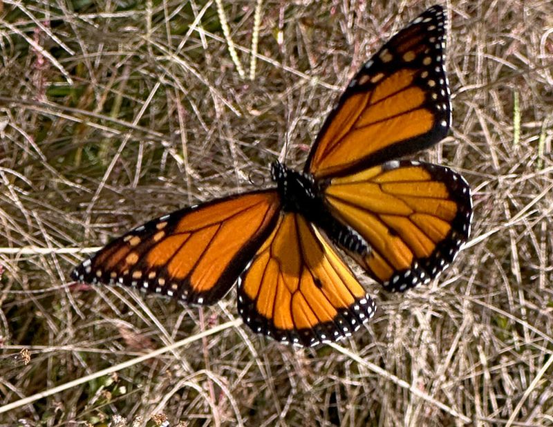 10-23 Monarch butterfly i2962ehc