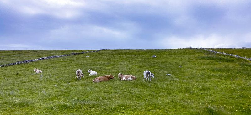 06-12 Cattle on hillside overlooking the sea i0682 