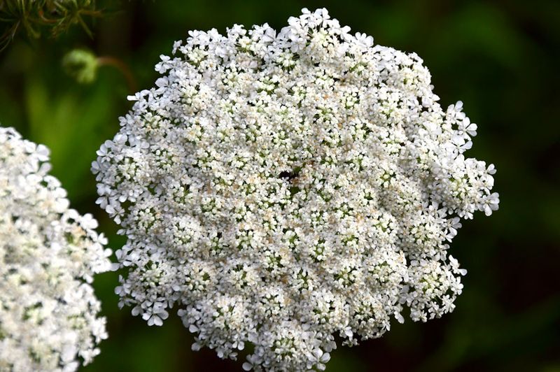 06-29 Queen Anne's Lace 5506