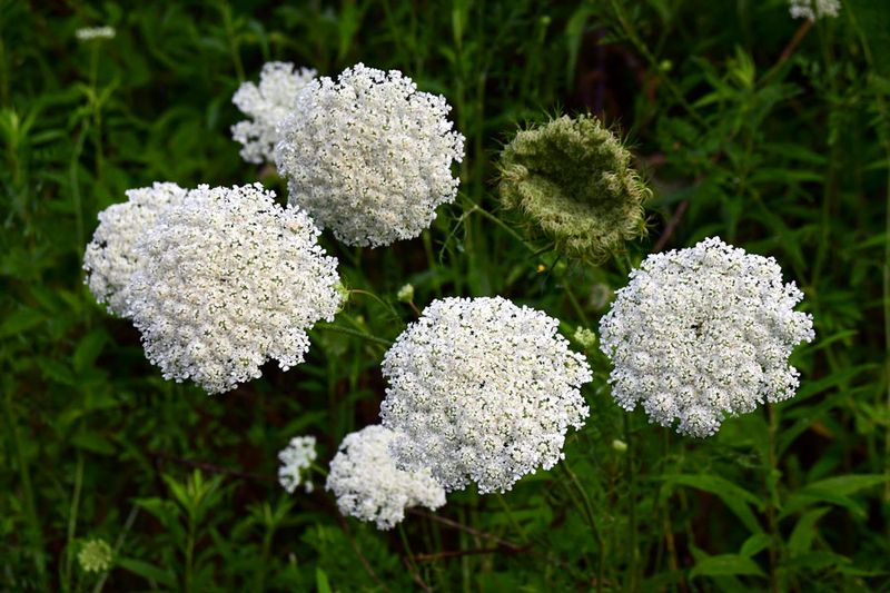 06-29 Queen Anne's Lace 5508