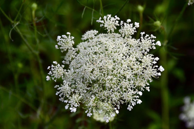 06-29 Queen Anne's Lace 5510
