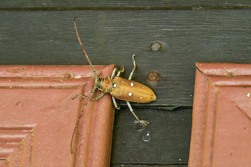 08-24  Mango longhorned beetle? - Batocera rubus? 3592