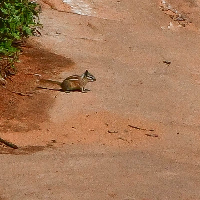 Utah19-2 Probably the Cliff chipmunk 0818vhcr