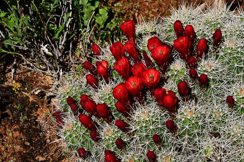 Claret cup cactus - Utah19-2-0824