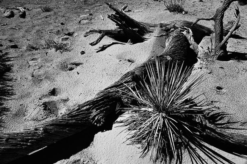 Yucca and juniper remains - Utah19-2-0830bw